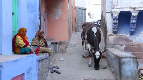 Two old women sitting in front of house and cow walking by in street