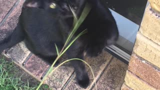 Cat vs grass