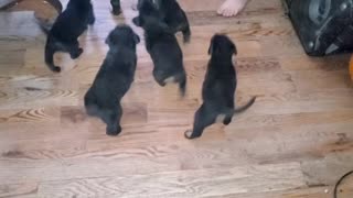 Puppies following mom