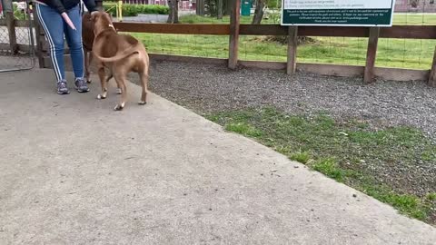 German Shepherd Attacks Pitbull [AT THE OFF LEASH DOG PARK]