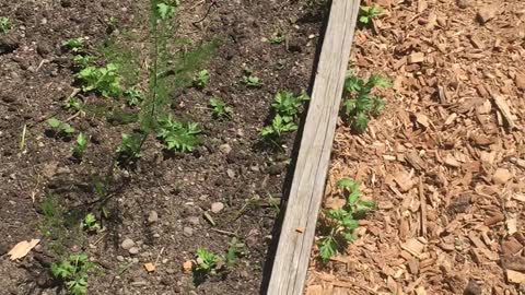 Snapping Turtle Surprise Buried in the Garden