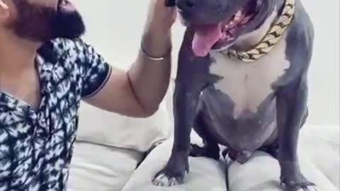 Funny Pitbull Dog | #shorts | Funny Pitbull Dog