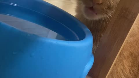 My Cat Doesn’t Know How to Drink Water