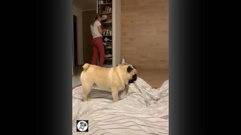 Pug funny moments cute dog