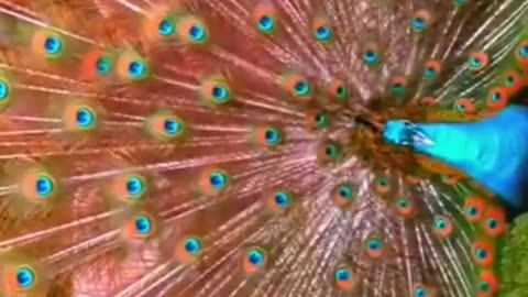 Most beautiful Peacock🤩 || Must watch 👍
