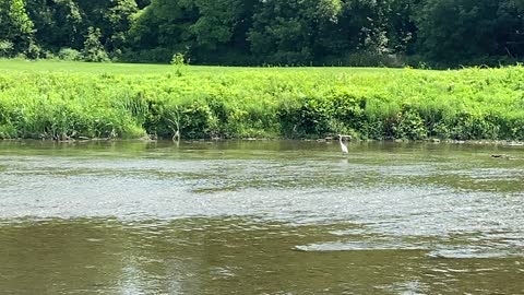 White Egret family visiting James Garden