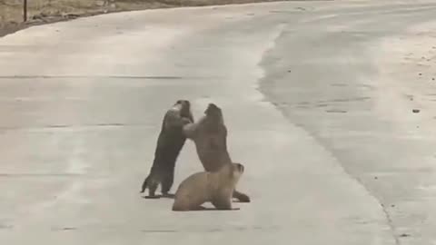 Animal Street Brawl!