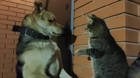 Boxing Cat Delivers Lightning Fast Combo Punch On Doggy