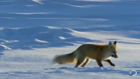 Fox Dives Headfirst Into Snow