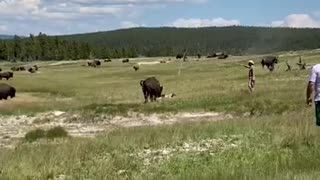 Mulher finge-se de morta para escapar a ataque de bisonte