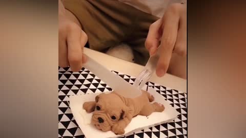Dog Reactions Seeing Cut a Dog Cake