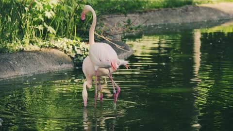 Pink flamingos play in the water