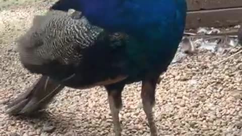 Blue necked Peacock