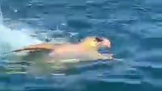 Turtle in the battle for its life against a tiger shark off KZN South Coast