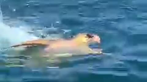 Turtle in the battle for its life against a tiger shark off KZN South Coast