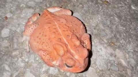 Dog Finds Beautiful Red Toad