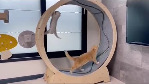 funny video of cats hanging