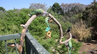 African Ringneck Parakeet sharing food.