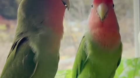 A parrot talking to his friend