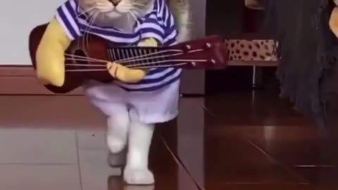 Little cat playing guitar