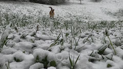 Dog Enjoying Winter Season