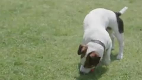 Dog training dogs , cute dog