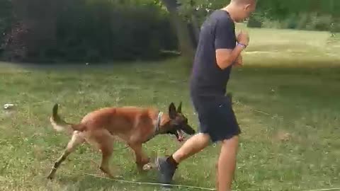 Belgian Malinois Puppy Skill Training