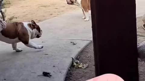 English Bulldog can jump!