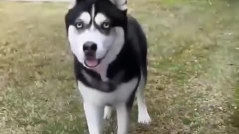 🤣best dogs funny video cilps