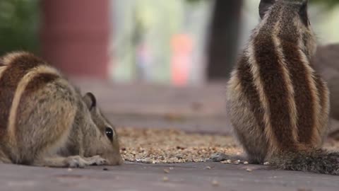 Cute and cute squirrels in the square