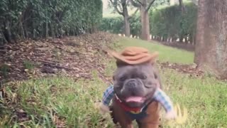 French Bulldog rocks hilarious cowboy outfit