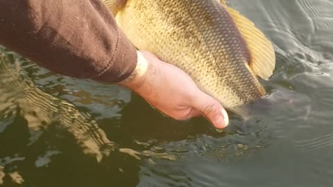 Montana Largemouth Bass fishing