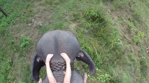 Aerial view of elephant ride with little girls legs resting on elephants head