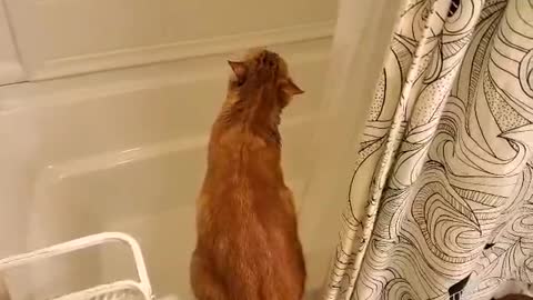 Crazy Cat Tries To Drink From The Shower