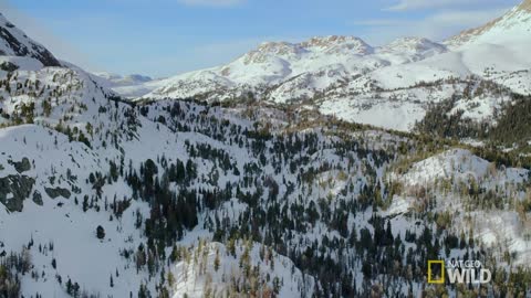 Hunting With the Dark Wolf | Wild Yellowstone