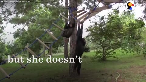 Chimp Rescued After Her Mom Taken By Poachers | The Dodo