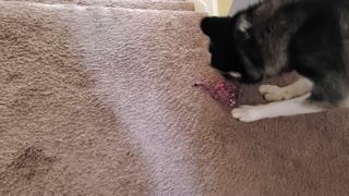 Husky Plays Fetch On The Stairs