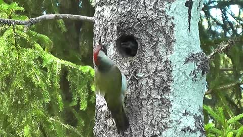 Green Woodpecker Bird World Tree Colorful Color