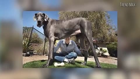 The biggest dog