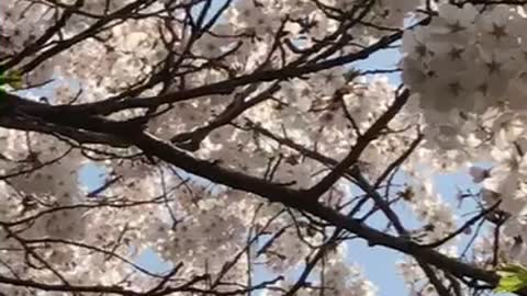 Sparrow picking flowers