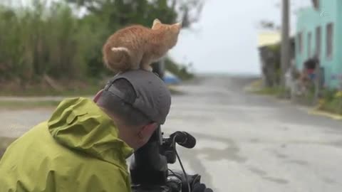 Kitten makes friends with camera man - Cute Cat