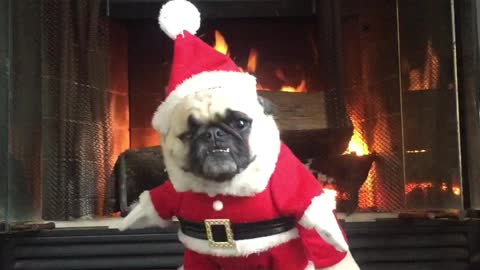 Santa Pug is coming to town