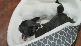 French Bulldogs Explore Every Inch of Their New Bed