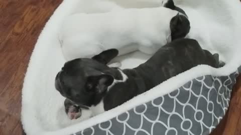 French Bulldogs Explore Every Inch of Their New Bed