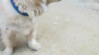 Small white dog sticking tongue out constantly