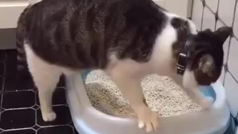 Funny actions of cat