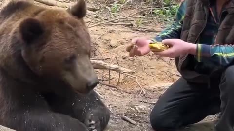 Even a bear refuses to eat fast food sensing by the smell that there's something off about it!