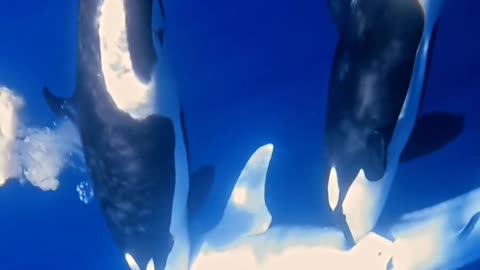 Orca Ambush on Whale Shark 🐋🦈