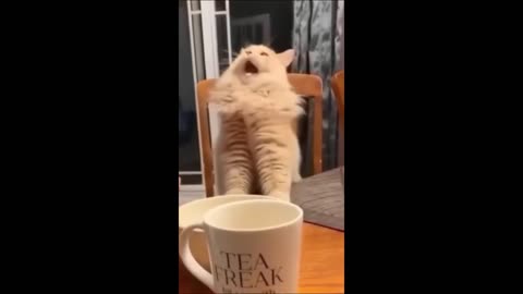 Funny Videos Cat, Dogs