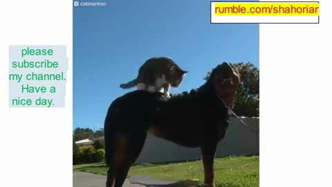 The cat skated and jumped on the dog.